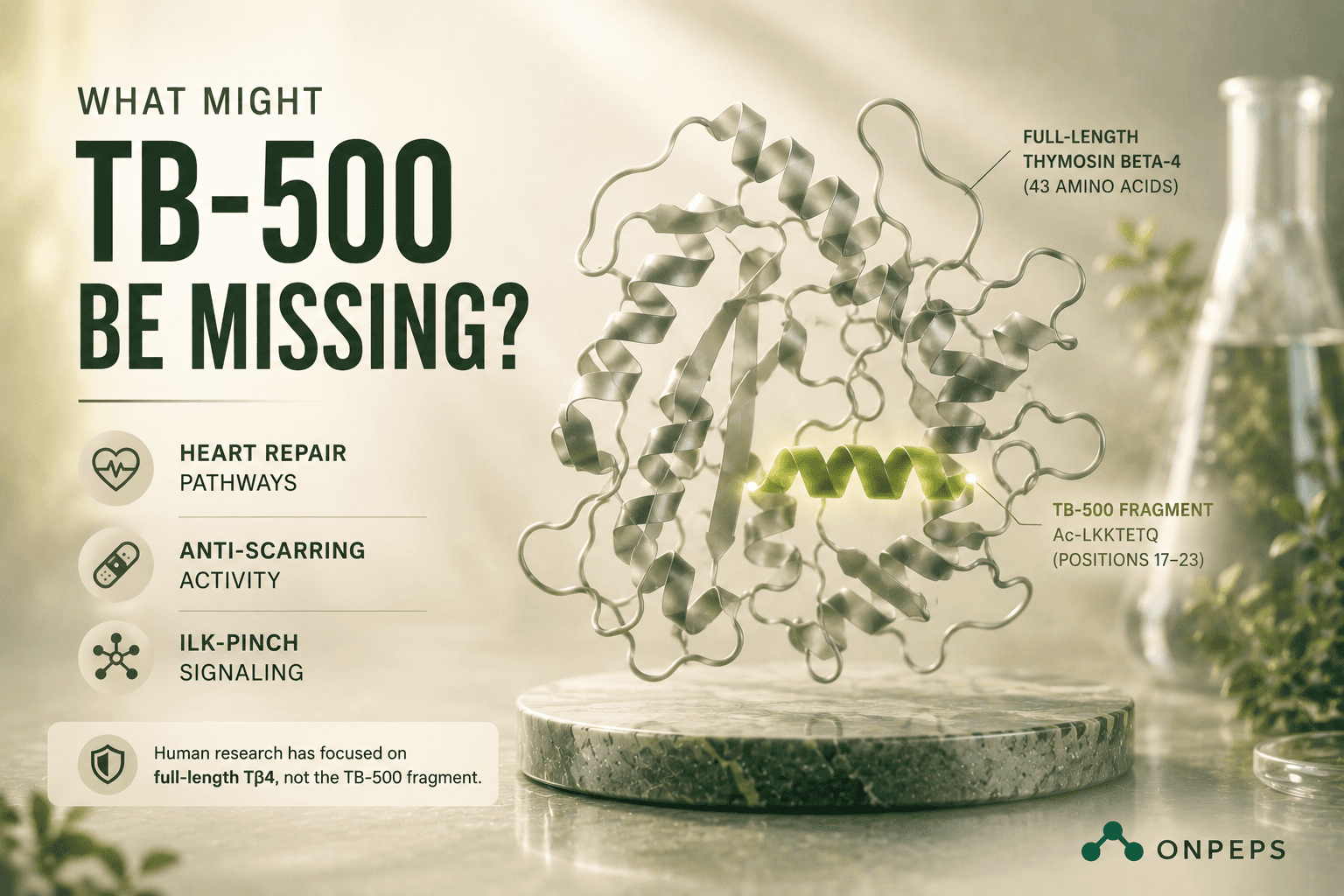 what tb-500 might be missing compared to thymosin beta 4, by onpeps.com